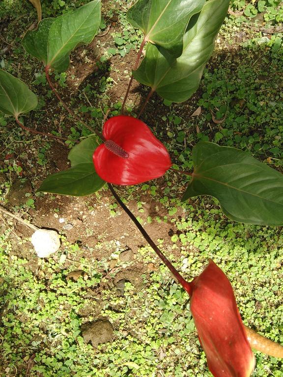 Anthurium Apartment Roseau Eksteriør billede