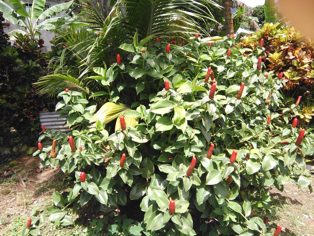 Anthurium Apartment Roseau Eksteriør billede